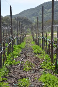 Fiesta de la vendimia