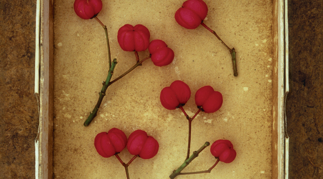 Mis momentos, Andrea Camilleri