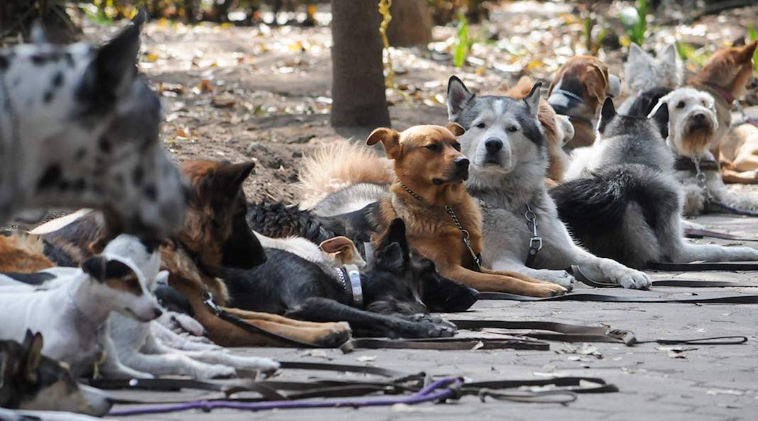 Las cacas de otros perros