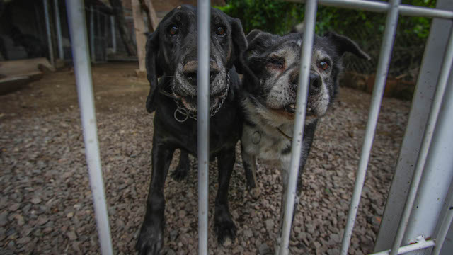 Animales en Guanajuato