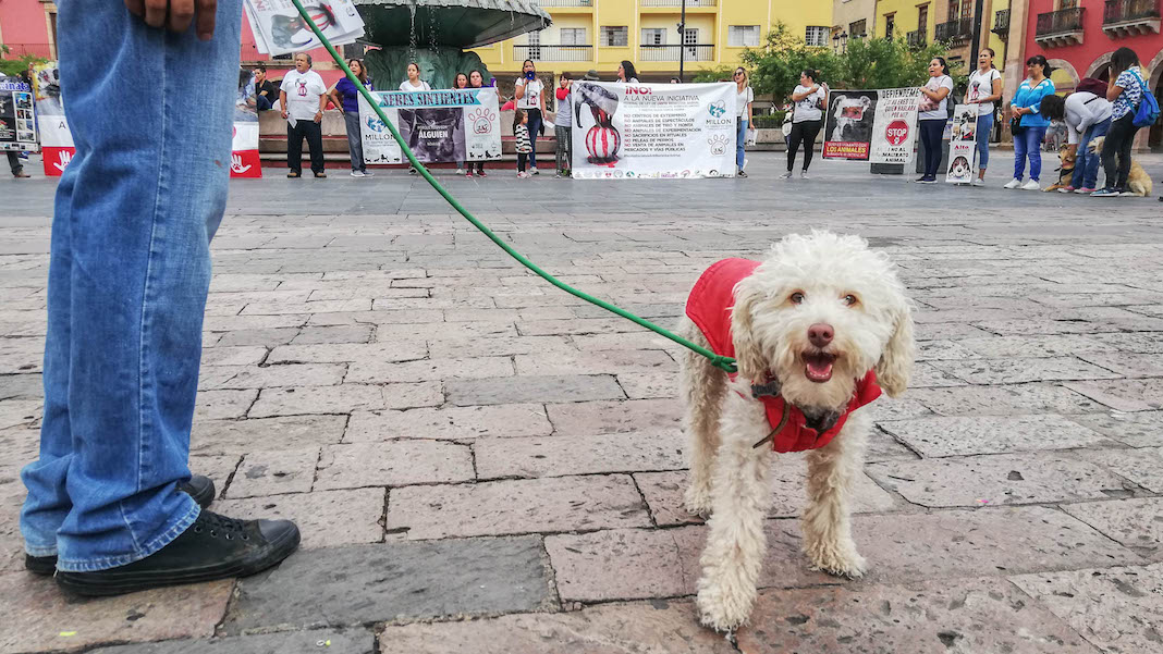 Animales en Guanajuato