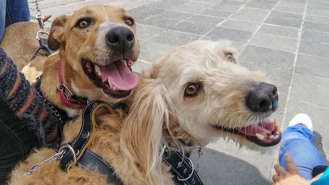 Animales en Guanajuato