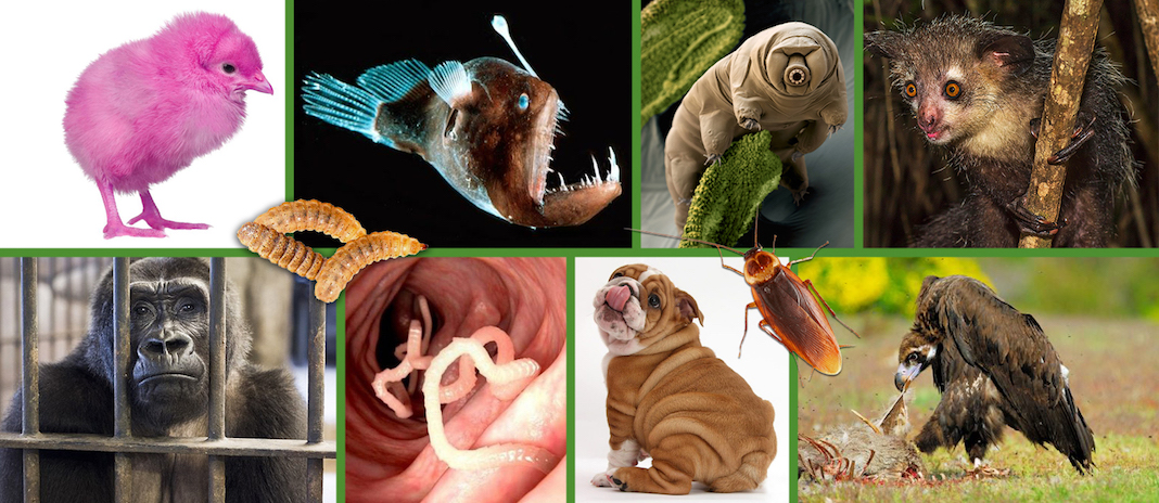 Manuscritos de la Ciudad Reptil