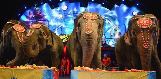 Animales salvajes en los circos