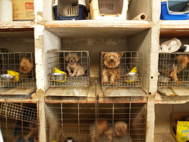 Las mascotas en las tiendas