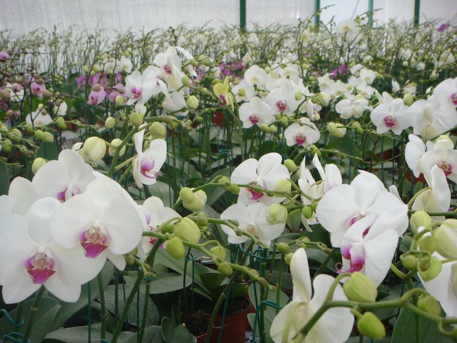 Orquídeas Tahí