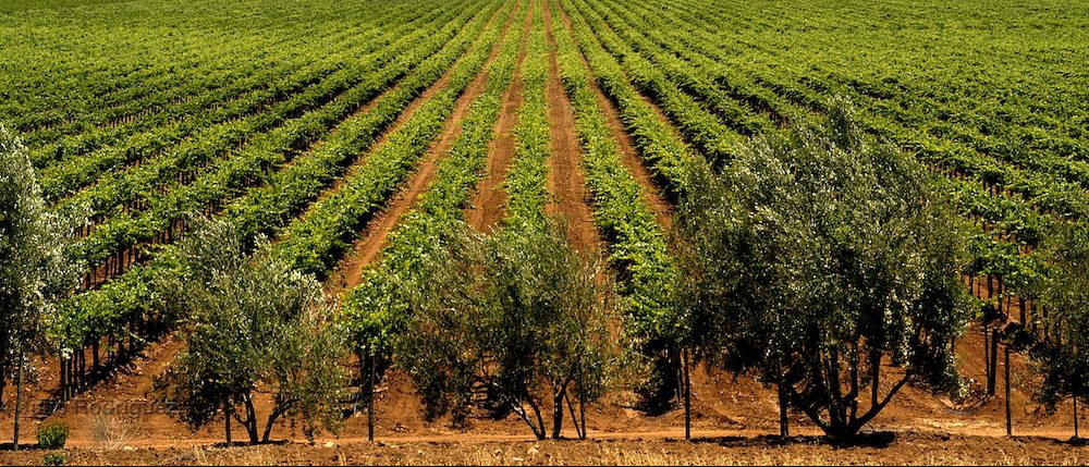 El vino mexicano
