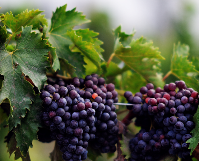 El vino mexicano