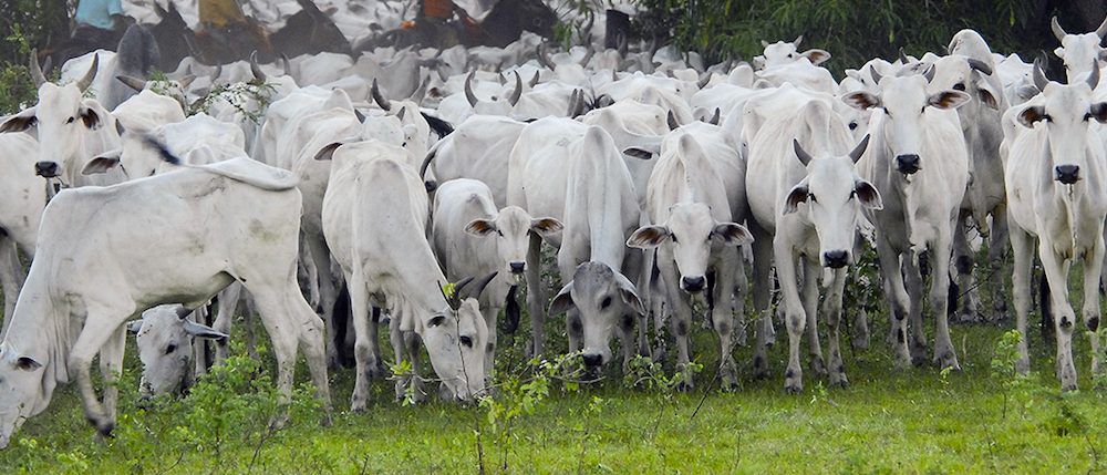 ¿Por qué se habla del metano?