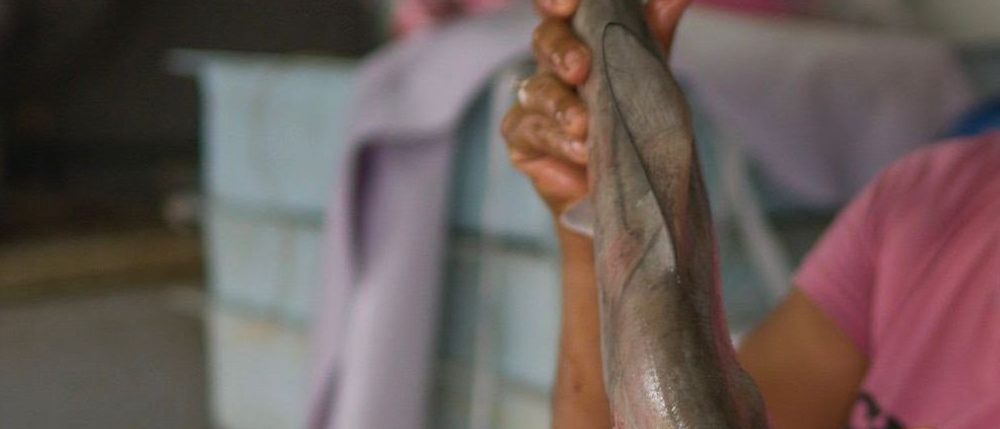 Tilapia en lugar de bacalao