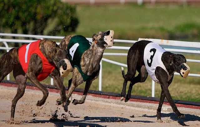 Carrera de galgos