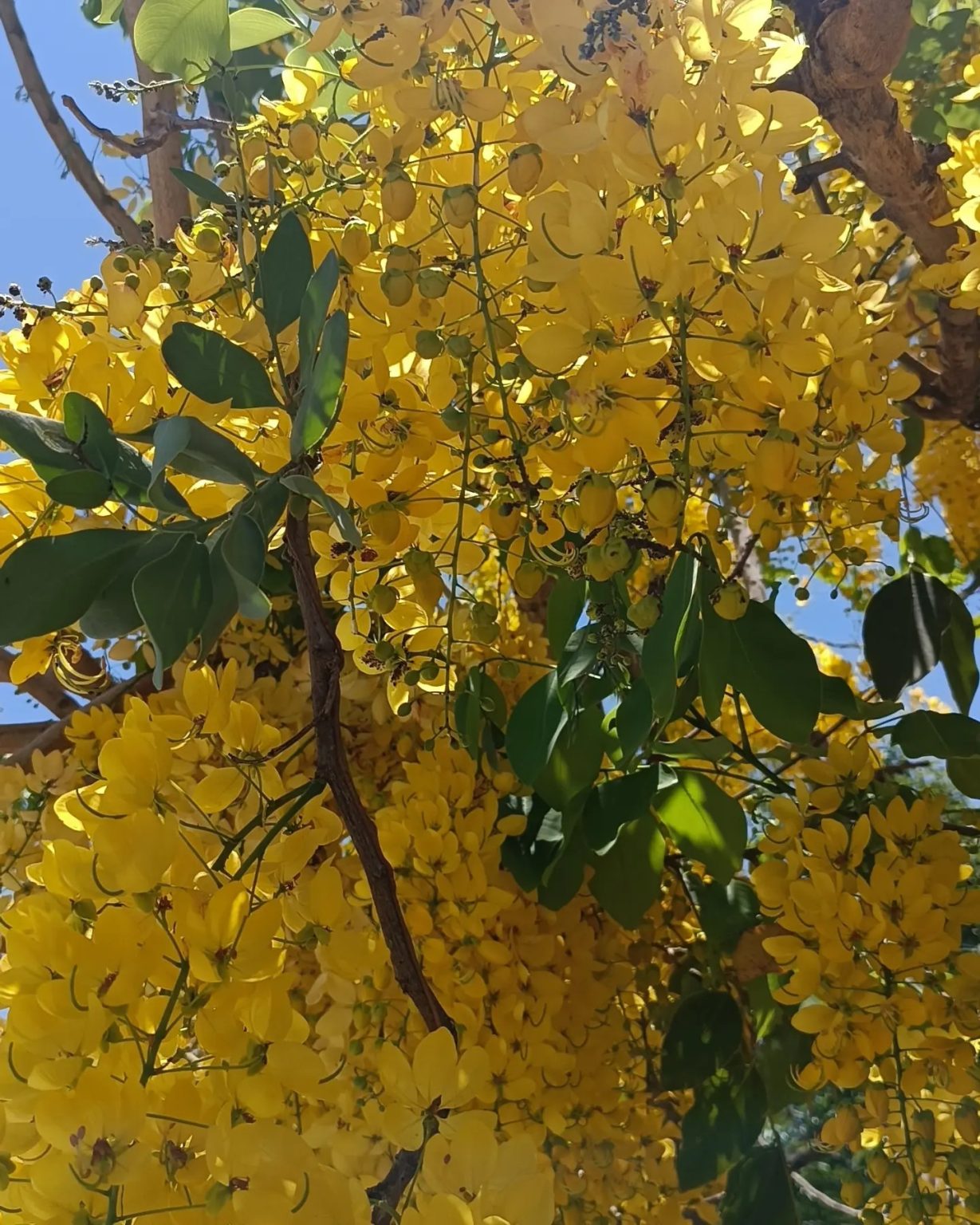 Bienal Mario Vargas Llosa
