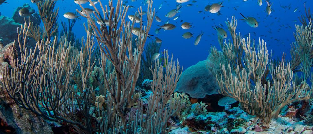 Parque Nacional Protegido