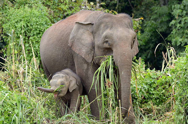 elefante de Borneo