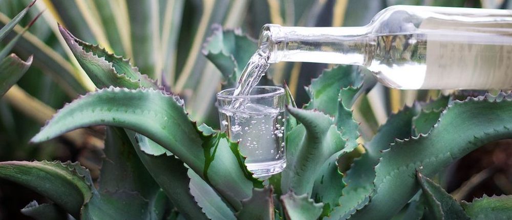 Festival del pulque y mezcal