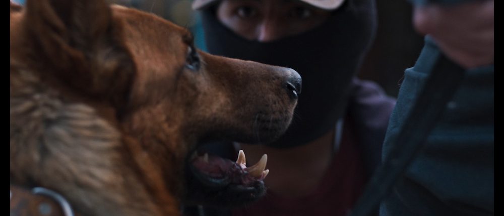 El ladrón de perros