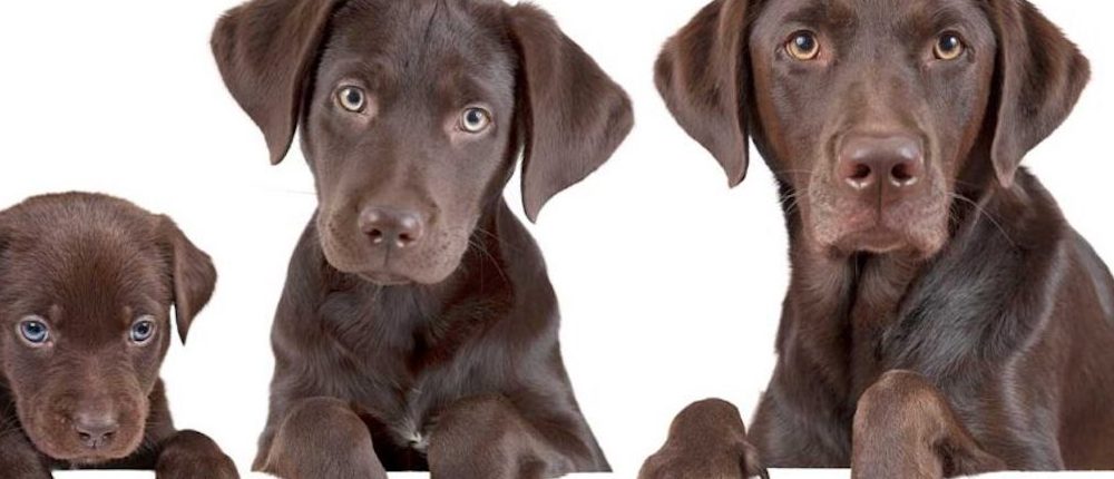 El corazón de la bestia