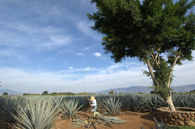 JALISCO, patria del tequila